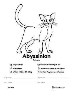 abyssinian cat breed worksheet with coloring page, facts, and handwriting practice for kids