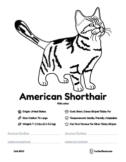 american shorthair cat breed worksheet with coloring page, facts, and handwriting practice for kids
