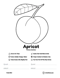 Apricot fruit worksheet with coloring page, facts, and handwriting practice thumb