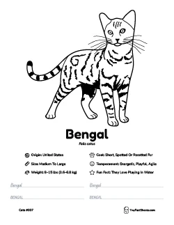 bengal cat breed worksheet with coloring page, facts, and handwriting practice for kids