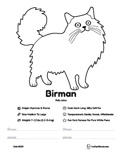 birman cat breed worksheet with coloring page, facts, and handwriting practice for kids