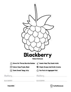 Blackberry fruit worksheet with coloring page, facts, and handwriting practice thumb