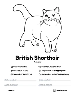 british shorthair cat breed worksheet with coloring page, facts, and handwriting practice for kids