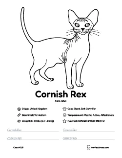 cornish rex cat breed worksheet with coloring page, facts, and handwriting practice for kids