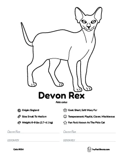 devon rex cat breed worksheet with coloring page, facts, and handwriting practice for kids