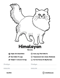 himalayan cat breed worksheet with coloring page, facts, and handwriting practice for kids