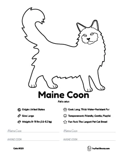 maine coon cat breed worksheet with coloring page, facts, and handwriting practice for kids