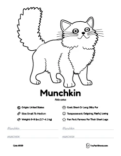 munchkin cat breed worksheet with coloring page, facts, and handwriting practice for kids
