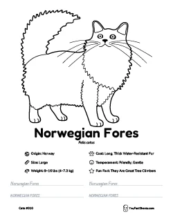 norwegian fores cat breed worksheet with coloring page, facts, and handwriting practice for kids