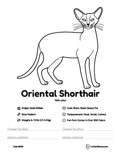 oriental shorthair cat breed worksheet with coloring page, facts, and handwriting practice for kids