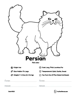 persian cat breed worksheet with coloring page, facts, and handwriting practice for kids