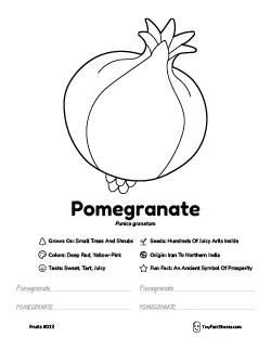 Pomegranate fruit worksheet with coloring page, facts, and handwriting practice thumb