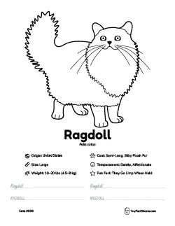 ragdoll cat breed worksheet with coloring page, facts, and handwriting practice for kids