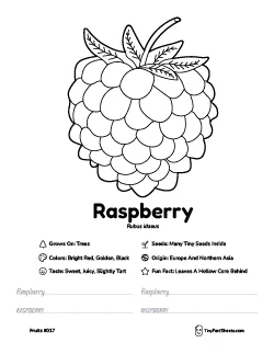 Raspberry fruit worksheet with coloring page, facts, and handwriting practice thumb