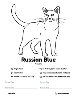 russian blue cat breed worksheet with coloring page, facts, and handwriting practice for kids