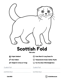 scottish fold cat breed worksheet with coloring page, facts, and handwriting practice for kids