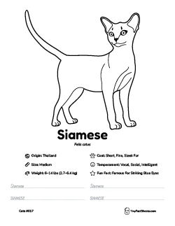 siamese cat breed worksheet with coloring page, facts, and handwriting practice for kids