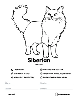 siberian cat breed worksheet with coloring page, facts, and handwriting practice for kids