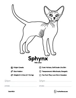 sphynx cat breed worksheet with coloring page, facts, and handwriting practice for kids