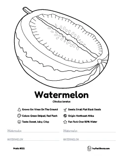 Watermelon fruit worksheet with coloring page, facts, and handwriting practice thumb