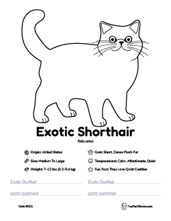 exotic shorthair cat breed worksheet with coloring page, facts, and handwriting