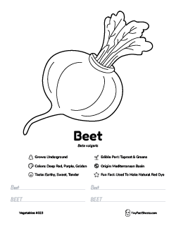 beet vegetable worksheet with coloring page, facts, and tracing practice