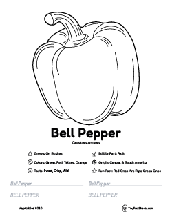 bell pepper vegetable worksheet with coloring page, facts, and tracing practice