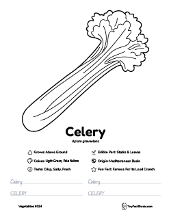 celery vegetable worksheet with coloring page, facts, and tracing practice