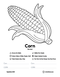 corn vegetable worksheet with coloring page, facts, and tracing practice