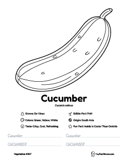 cucumber vegetable worksheet with coloring page, facts, and tracing practice