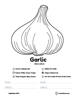 garlic vegetable worksheet with coloring page, facts, and tracing practice