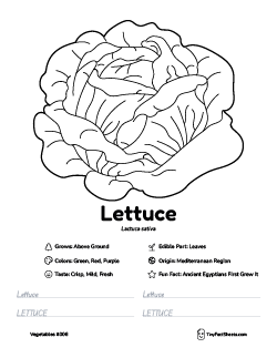 lettuce vegetable worksheet with coloring page, facts, and tracing practice