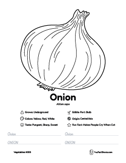 onion vegetable worksheet with coloring page, facts, and tracing practice