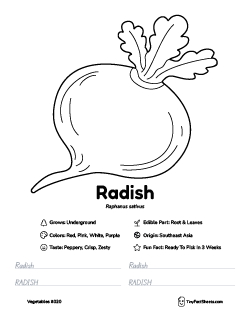 radish vegetable worksheet with coloring page, facts, and tracing practice