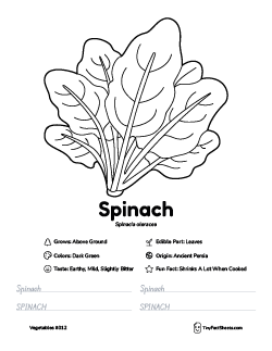 spinach vegetable worksheet with coloring page, facts, and tracing practice