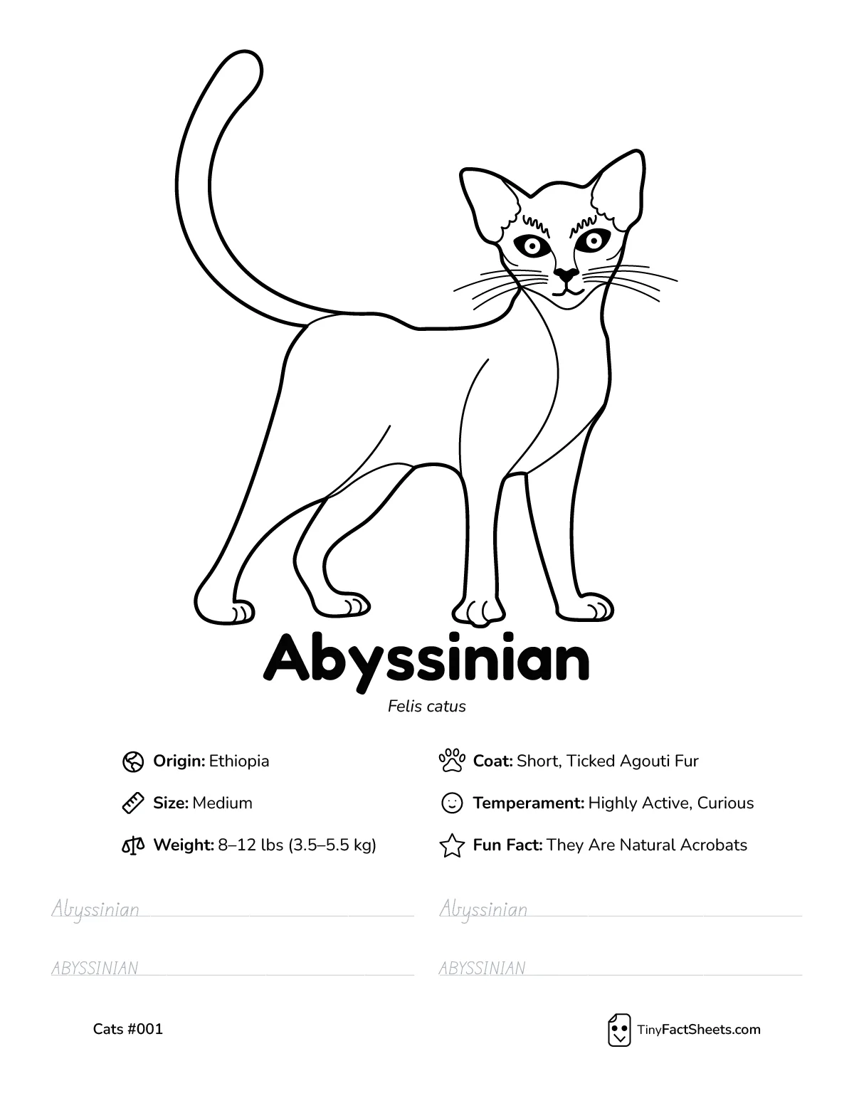 abyssinian cat breed worksheet with coloring page, facts, and handwriting practice for kids