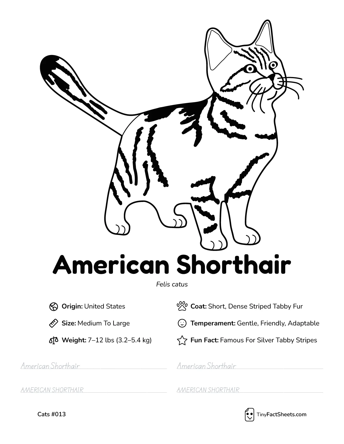 american shorthair cat breed worksheet with coloring page, facts, and handwriting practice for kids