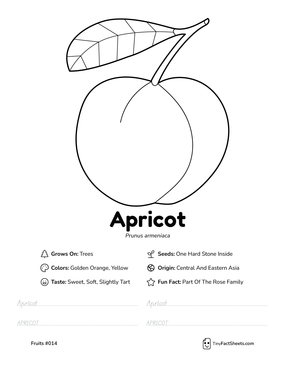 Apricot fruit worksheet with coloring page, facts, and handwriting practice