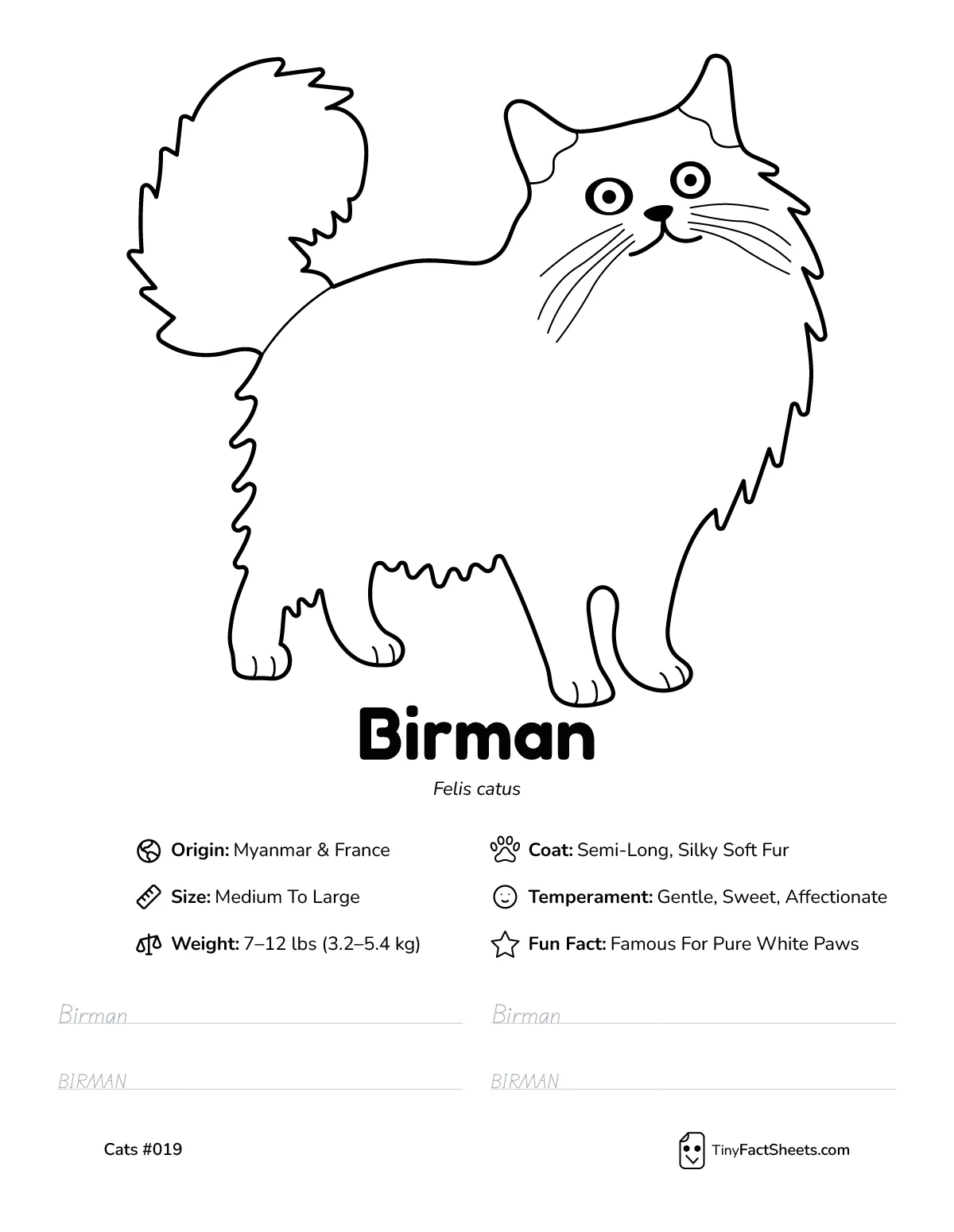 birman cat breed worksheet with coloring page, facts, and handwriting practice for kids