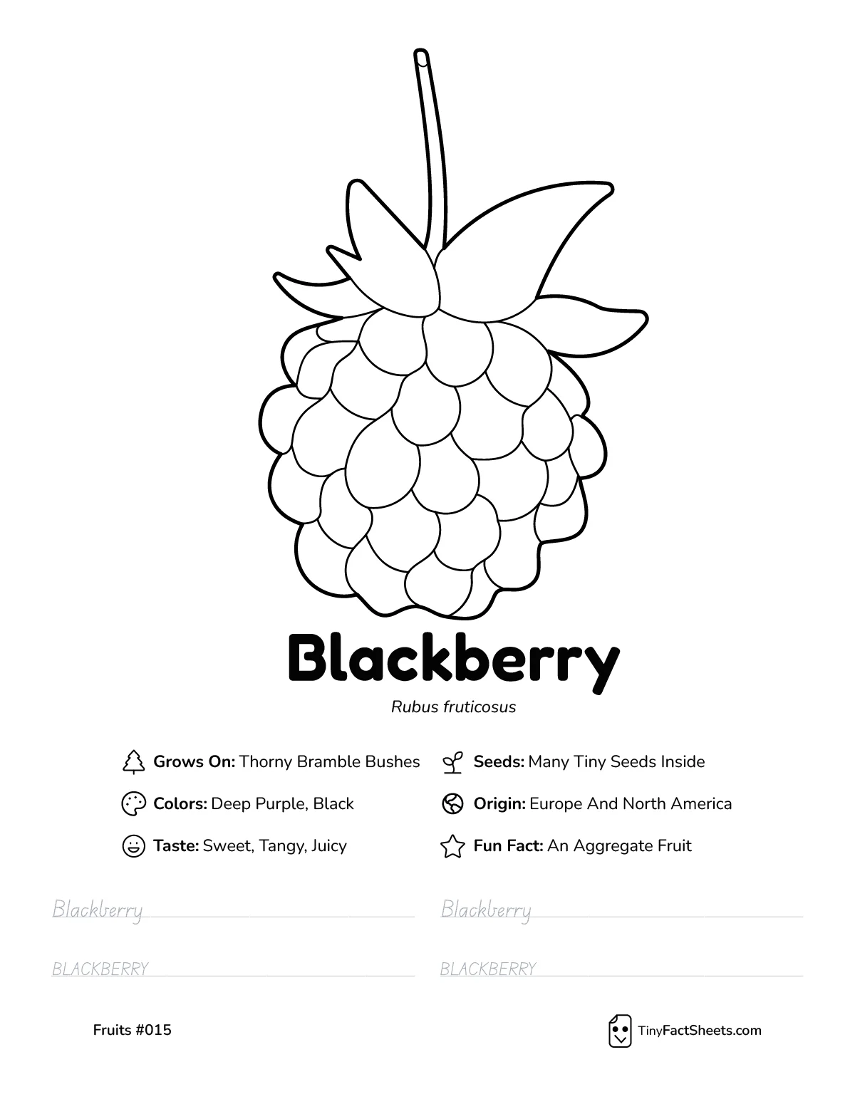 Blackberry fruit worksheet with coloring page, facts, and handwriting practice