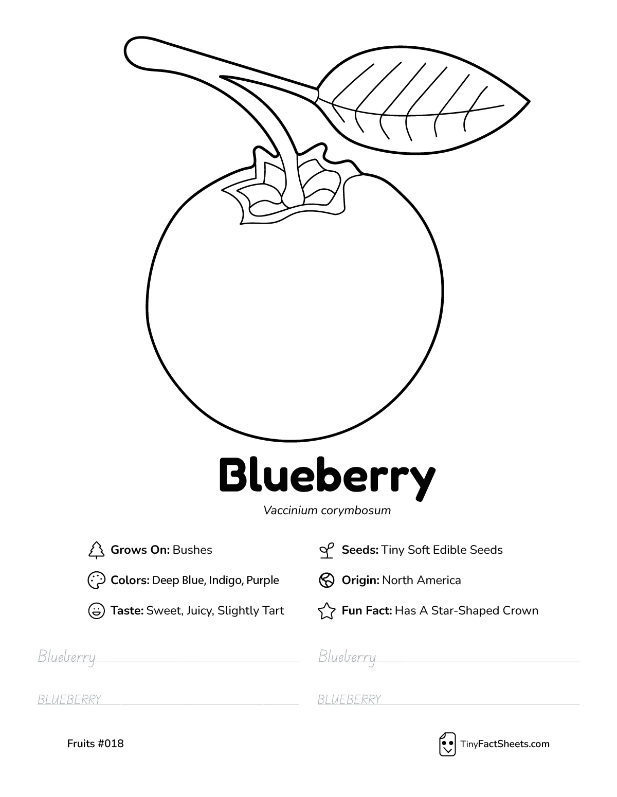 Blueberry fruit worksheet with coloring page, facts, and handwriting practice