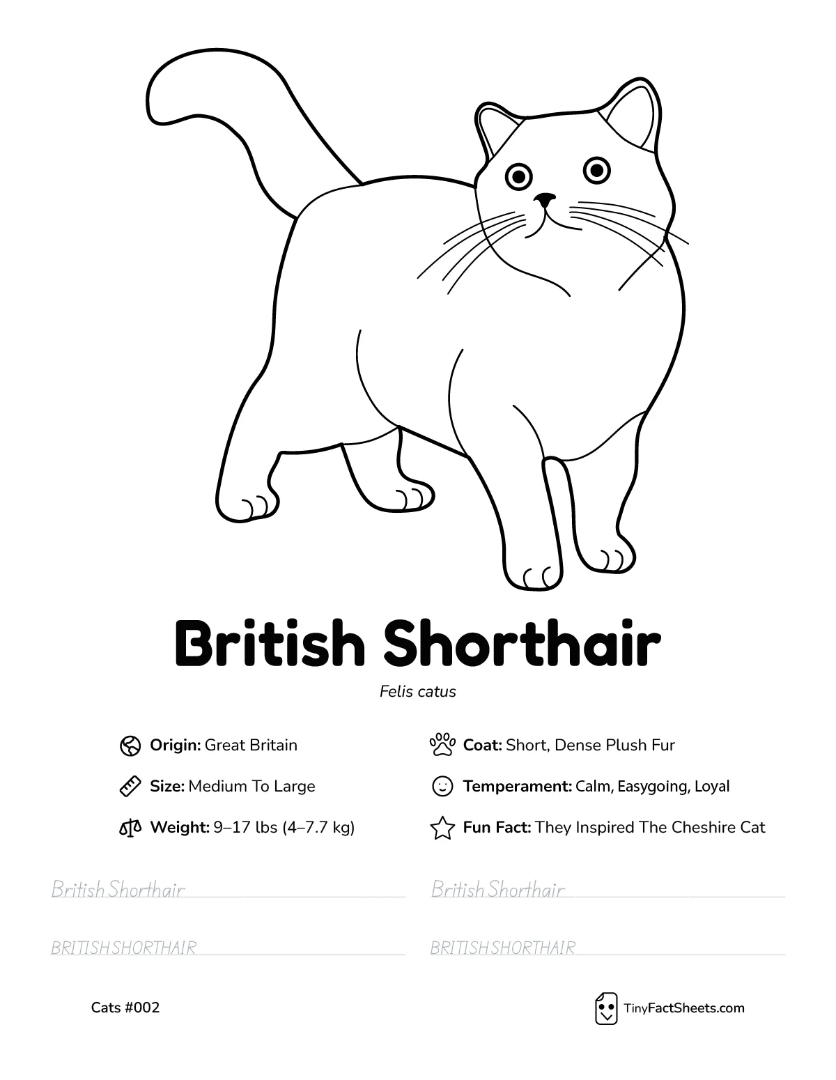 british shorthair cat breed worksheet with coloring page, facts, and handwriting practice for kids
