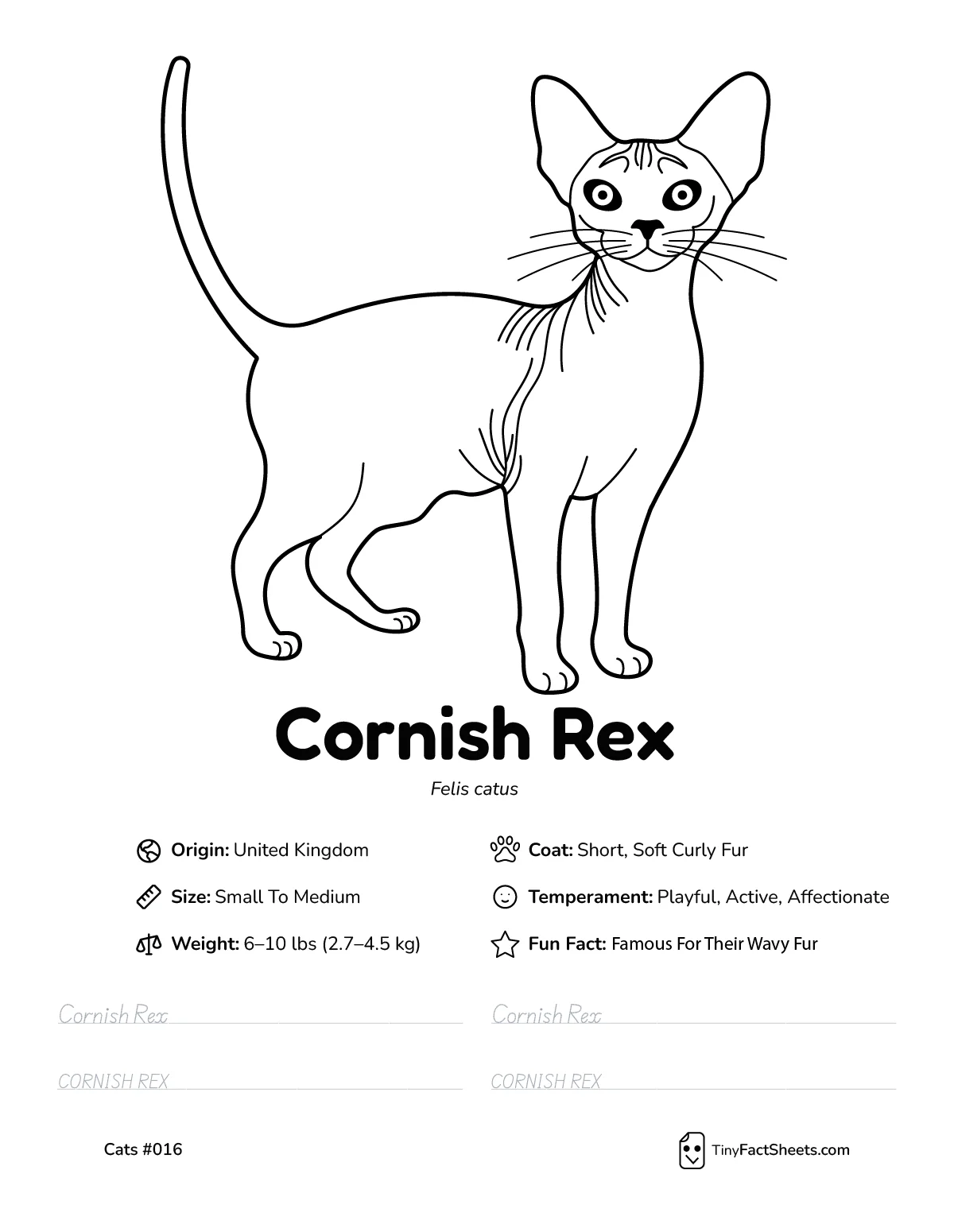 cornish rex cat breed worksheet with coloring page, facts, and handwriting practice for kids