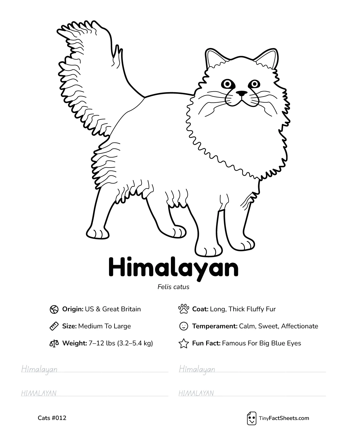 himalayan cat breed worksheet with coloring page, facts, and handwriting practice for kids