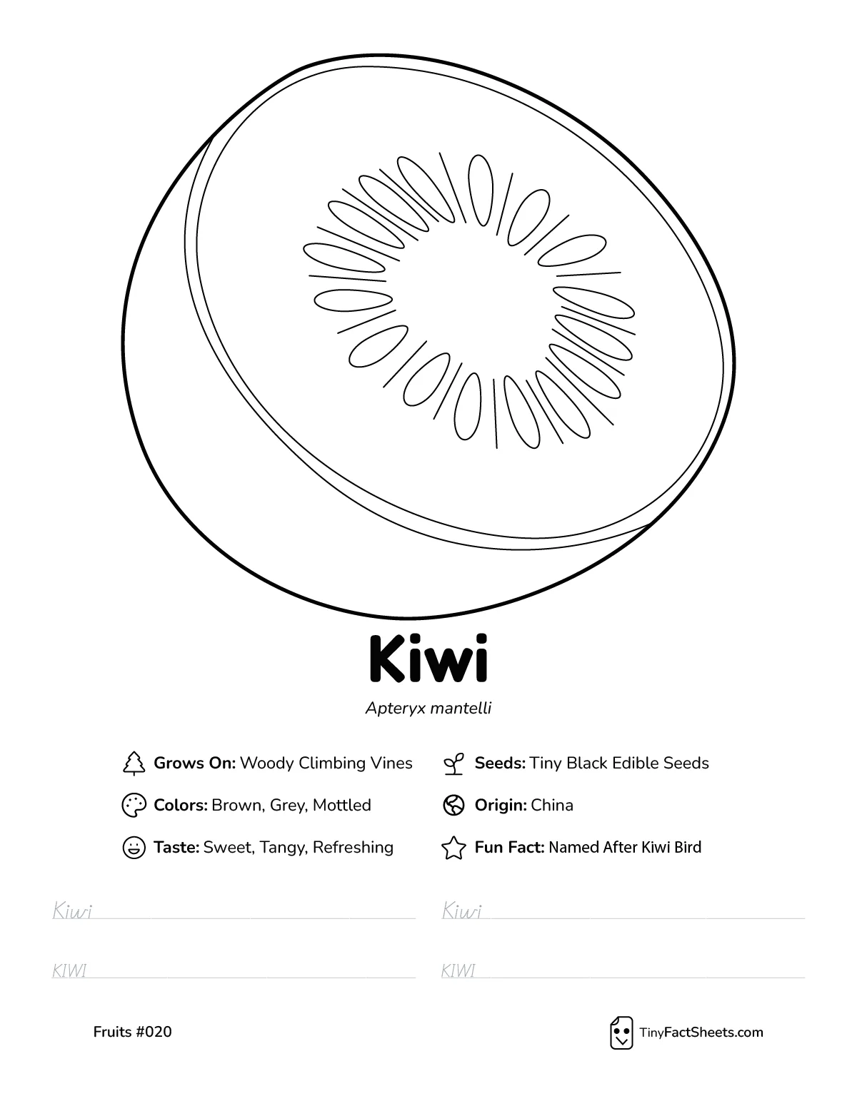 Kiwi fruit worksheet with coloring page, facts, and handwriting practice