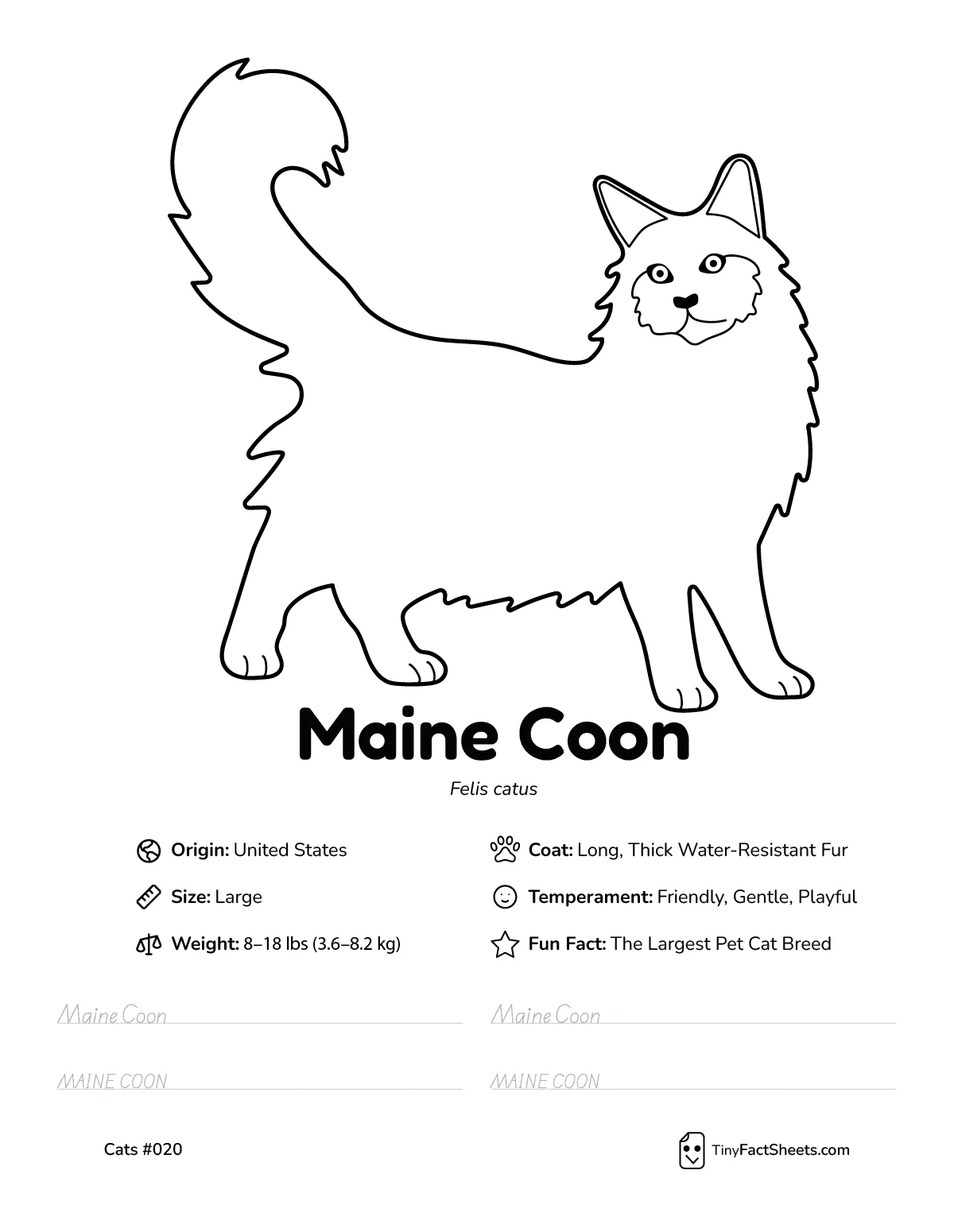 maine coon cat breed worksheet with coloring page, facts, and handwriting practice for kids
