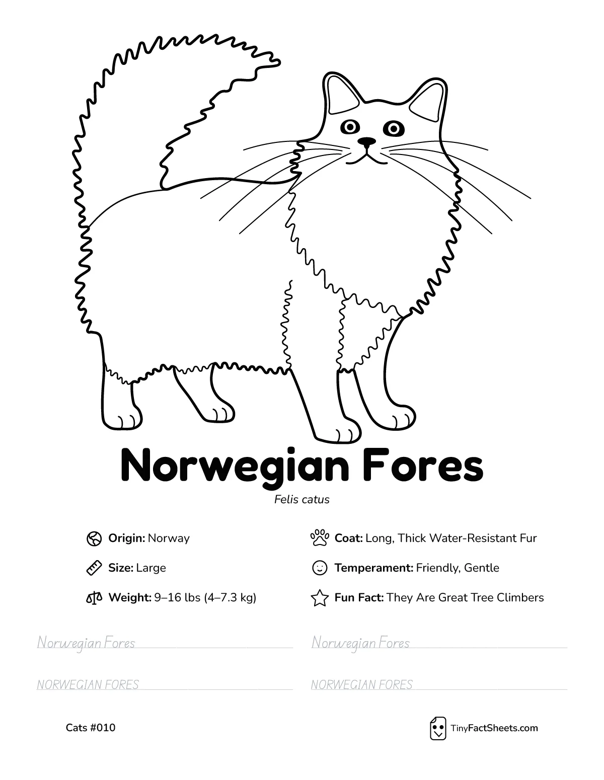norwegian fores cat breed worksheet with coloring page, facts, and handwriting practice for kids