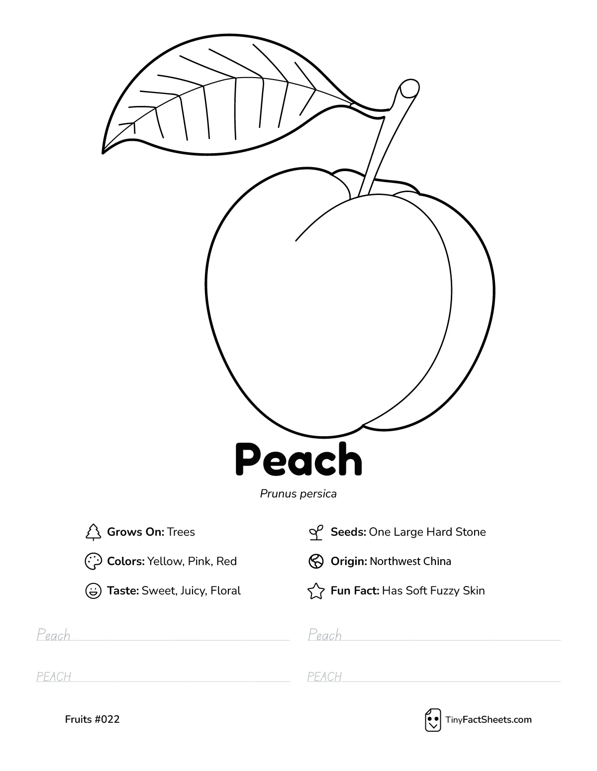Peach fruit worksheet with coloring page, facts, and handwriting practice thumb