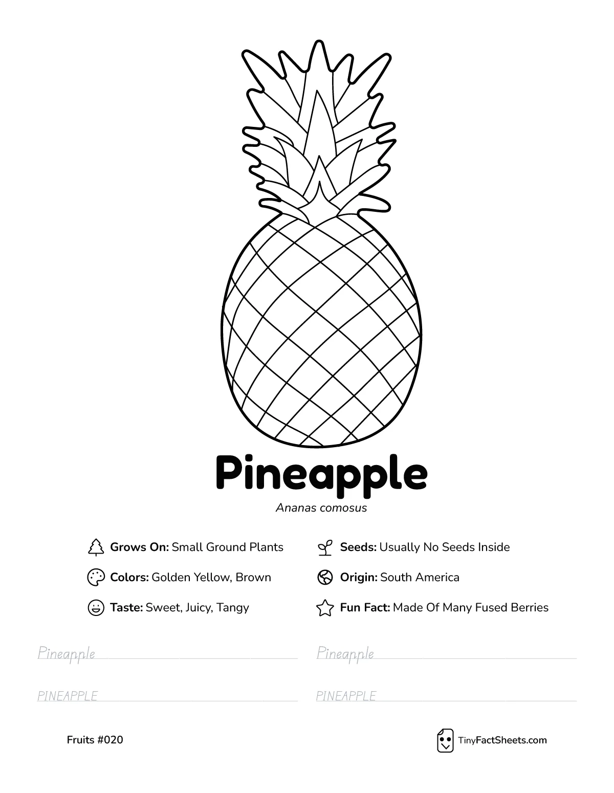 Pineapple fruit worksheet with coloring page, facts, and handwriting practice