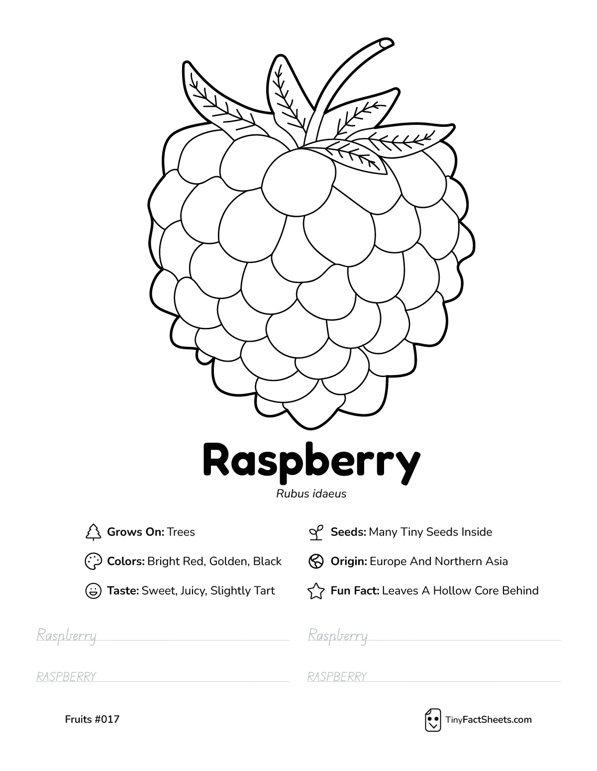 Raspberry fruit worksheet with coloring page, facts, and handwriting practice